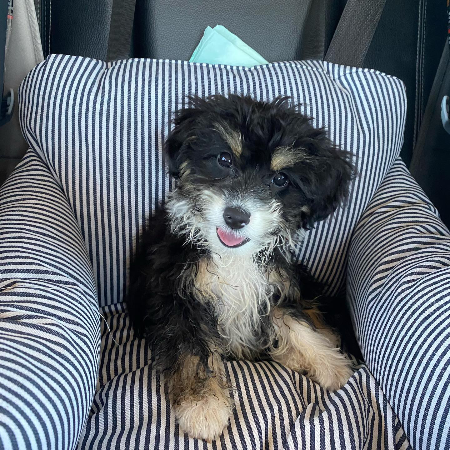 Mini Aussiedoodle Puppy for Adoption