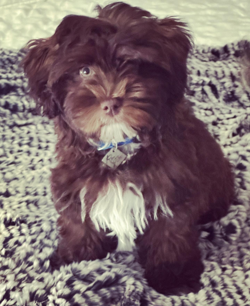 Popular Havapoo Poodle Mix Pup