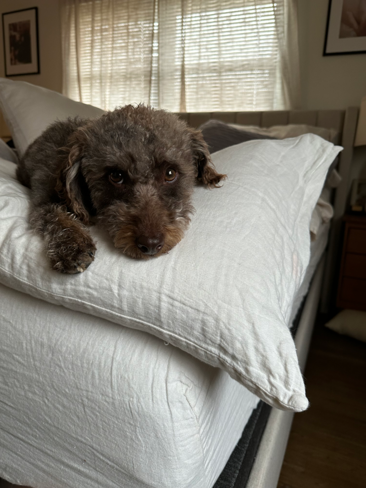 Mini Labradoodle Pup