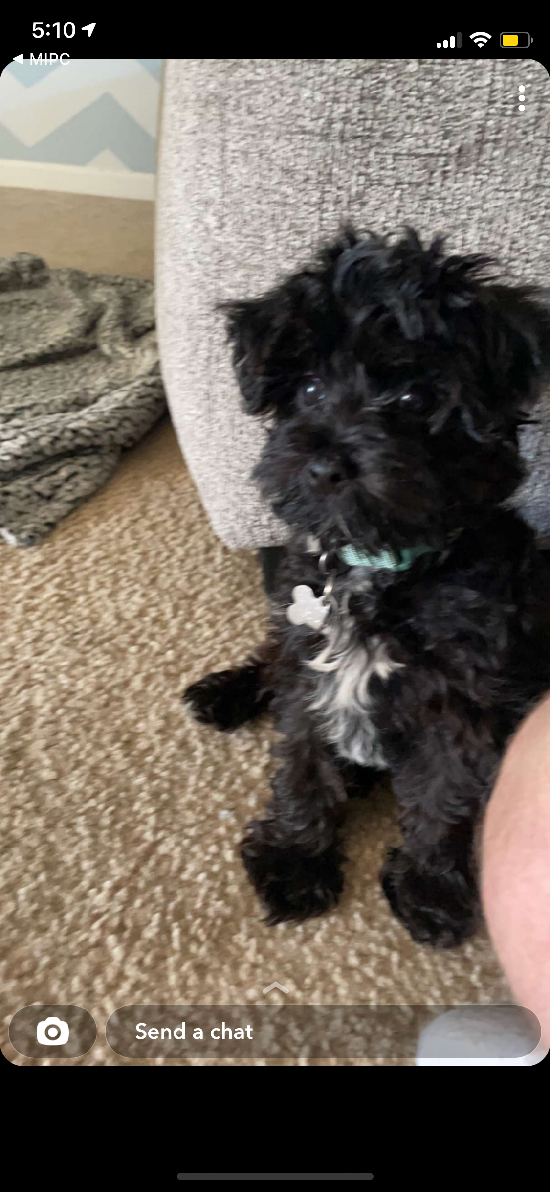Popular Yorkie Poo Poodle Mix Pup