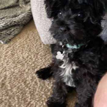 Cute Yorkie Poo Pup in Reading PA