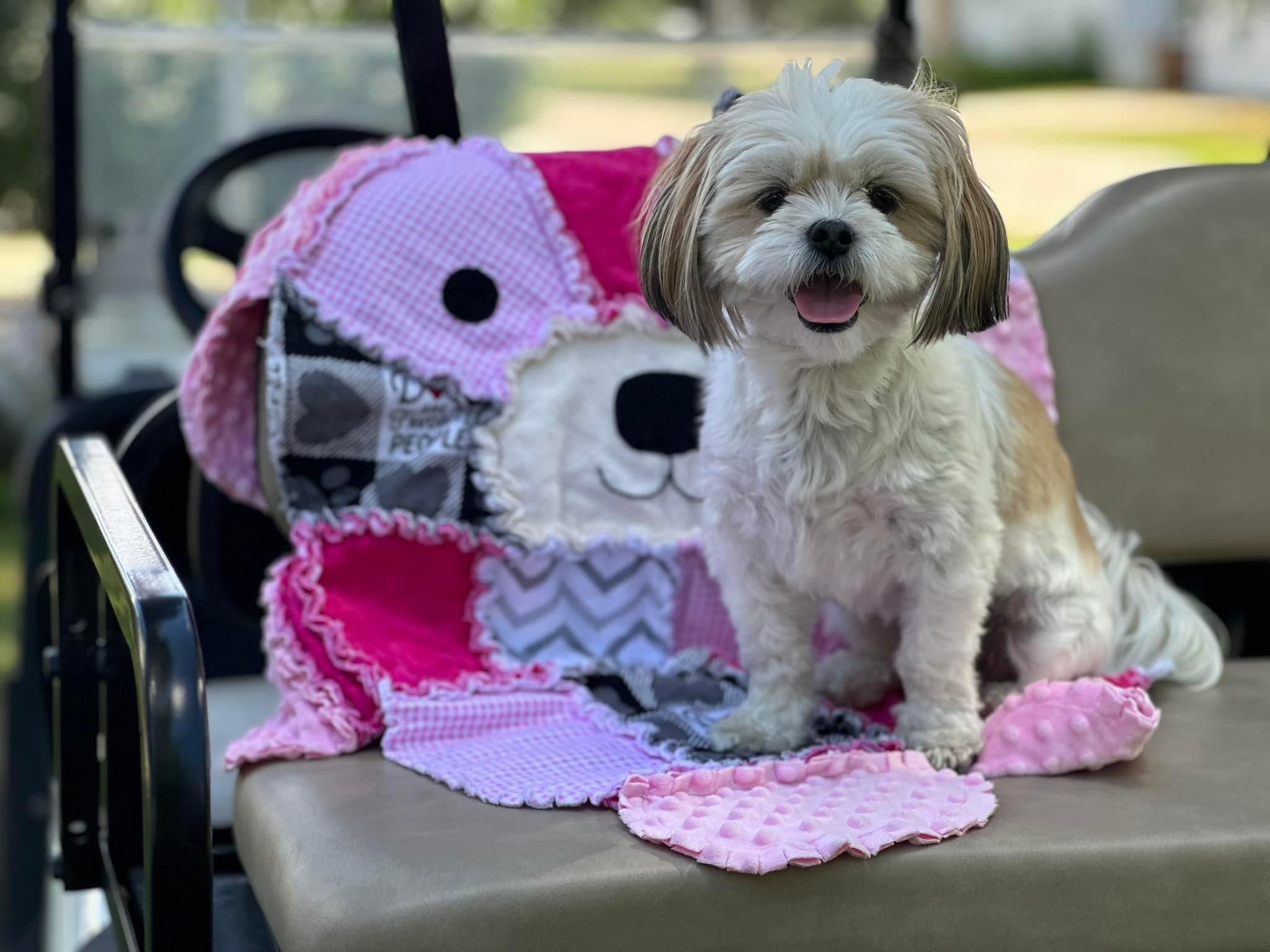 Energetic Shichon Designer Puppy