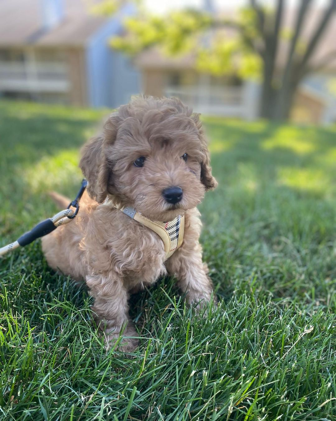 Cavapoo Puppy for Adoption