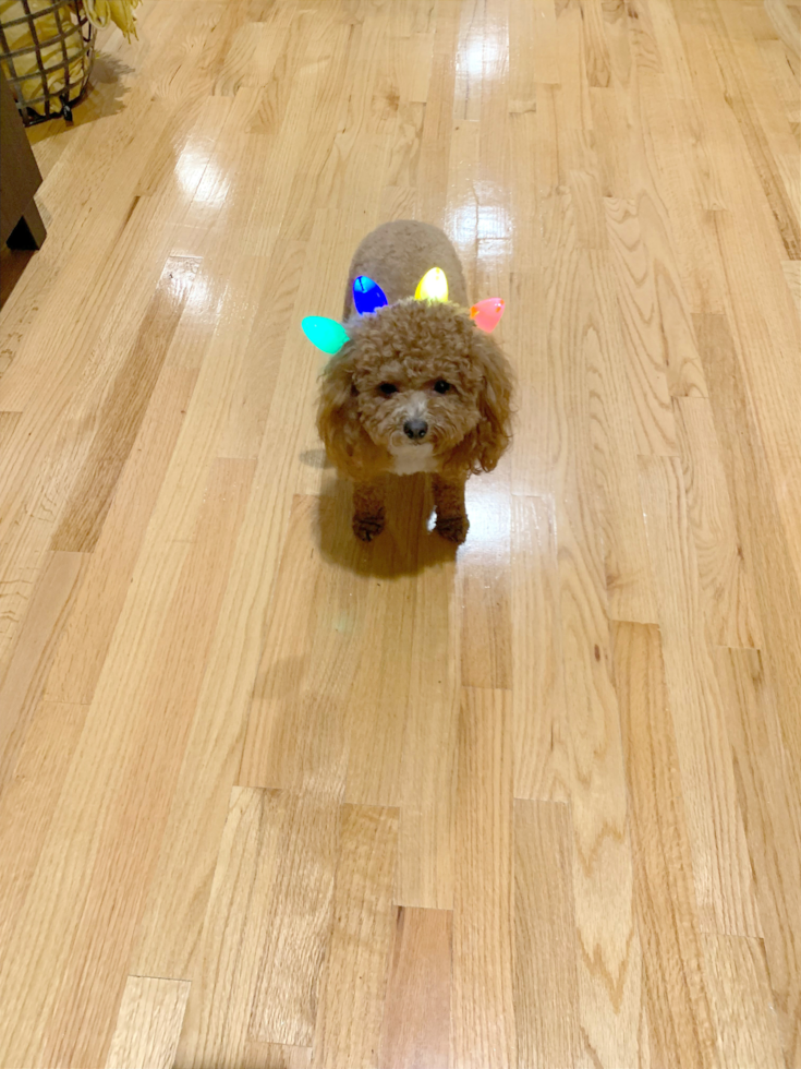 Fluffy Poodle Pup in