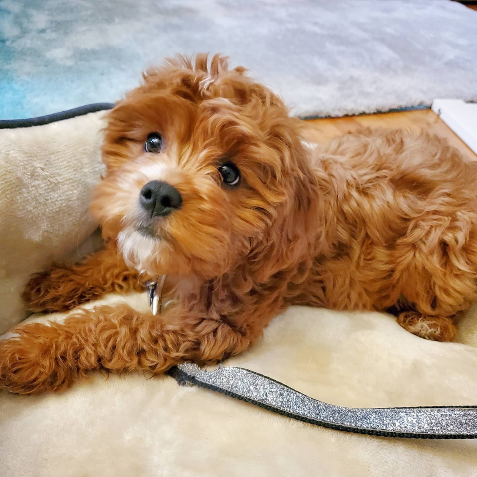 Popular Cavapoo Poodle Mix Pup