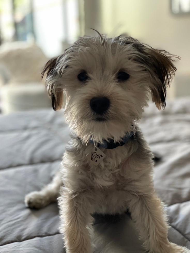 Morkie Pup