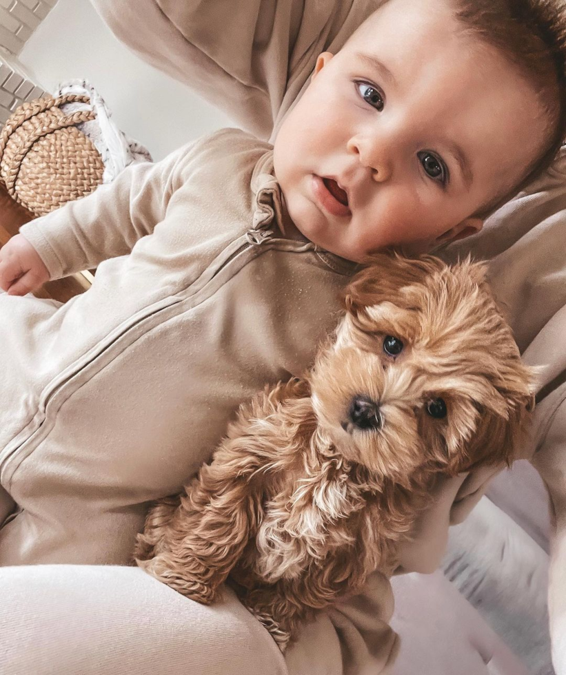 Overland Park Maltipoo Pup
