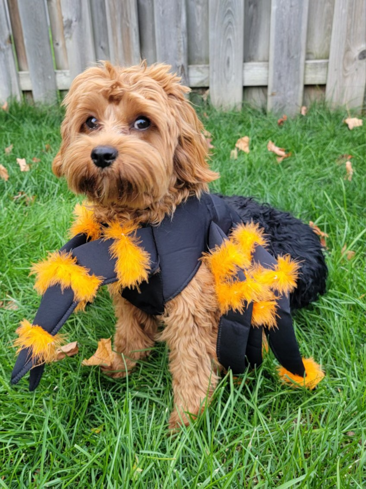 Popular Cavapoo Poodle Mix Pup