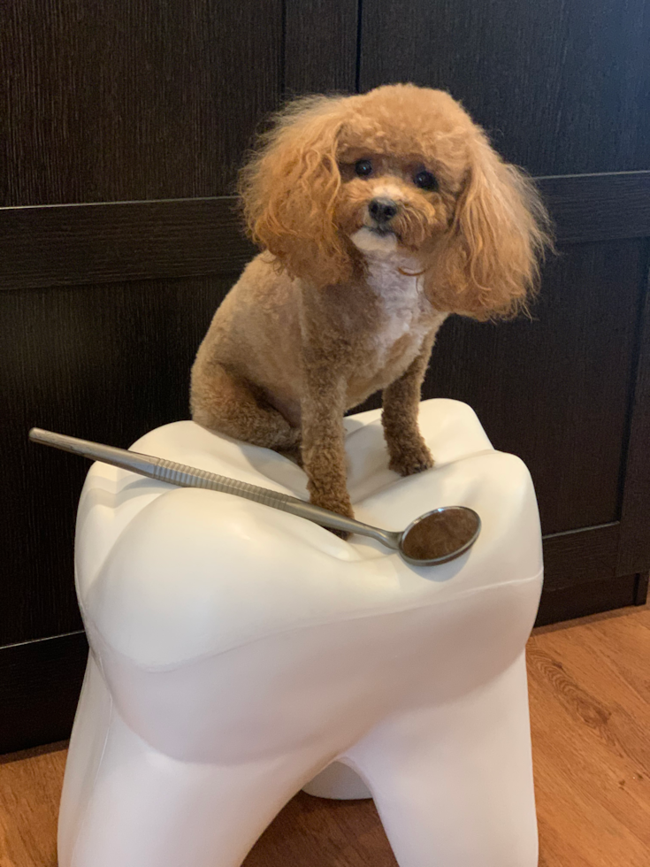 Hypoallergenic Poodle Pup