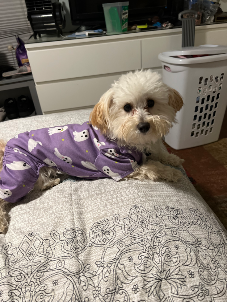Playful Maltese Poodle Poodle Mix Pup