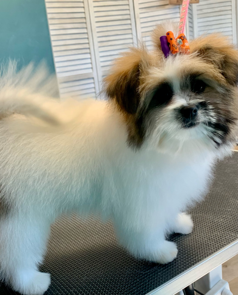 Fluffy Shih Pom Designer Pup
