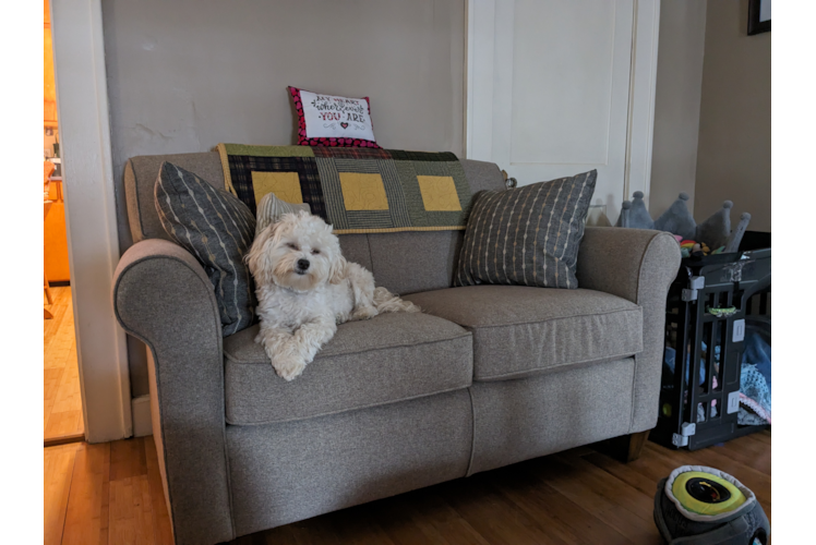 Maltipoo Puppy for Adoption