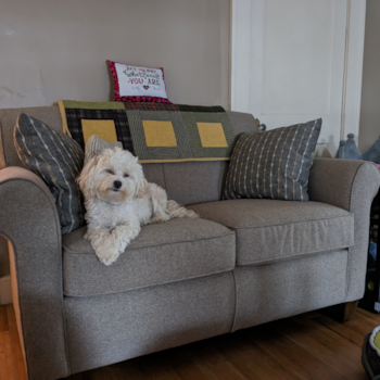 Little Maltese Poodle Poodle Mix Pup