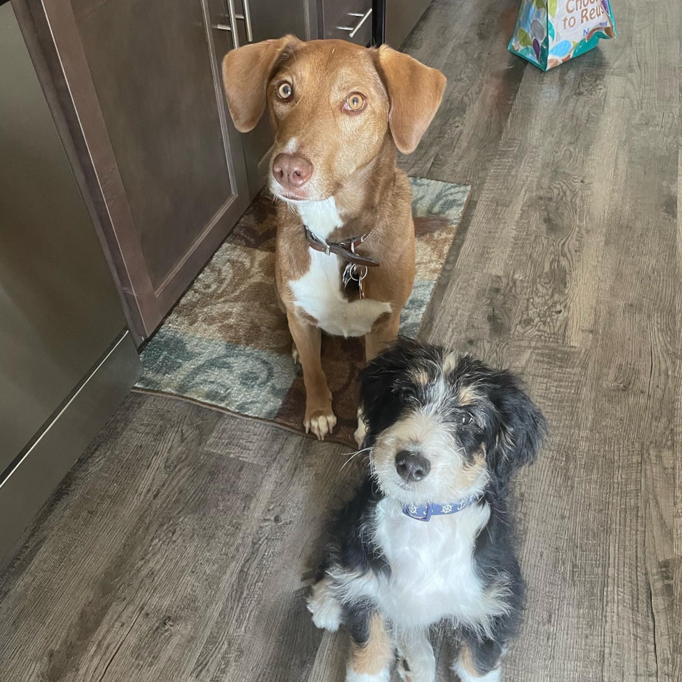 Sweet Mini Bernedoodle Pup in Suffolk VA