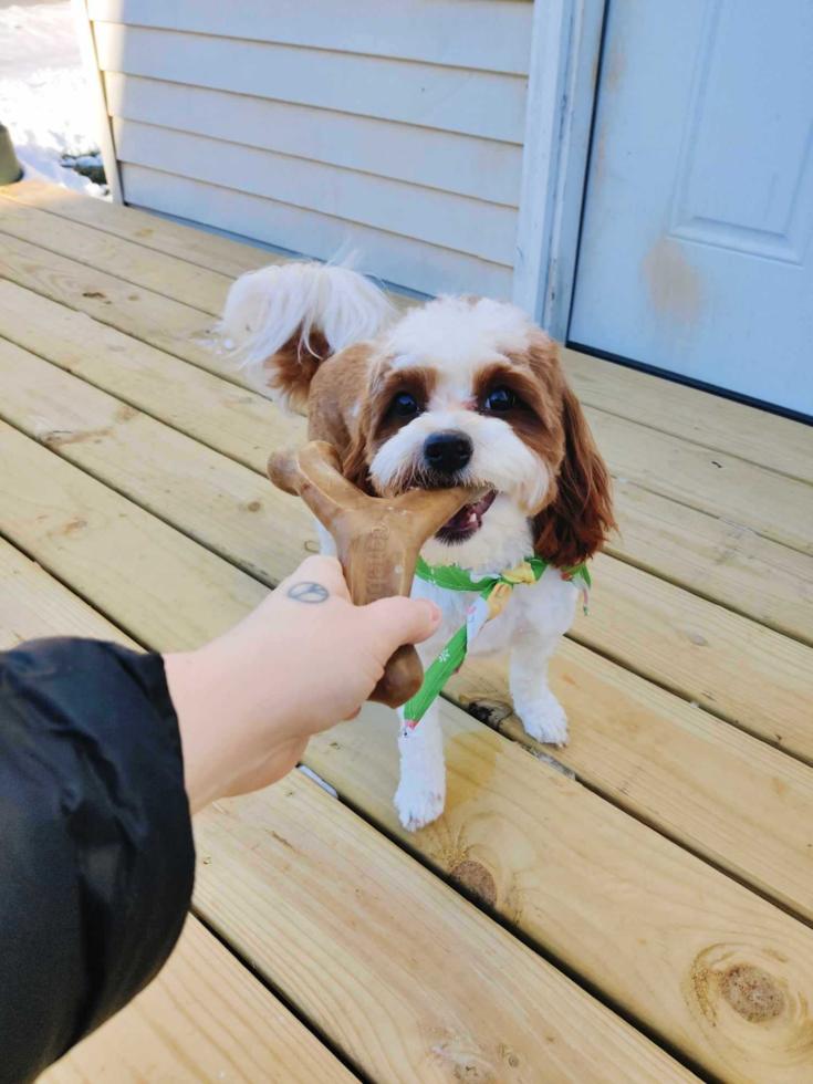 Petite Cavapoo Poodle Mix Pup