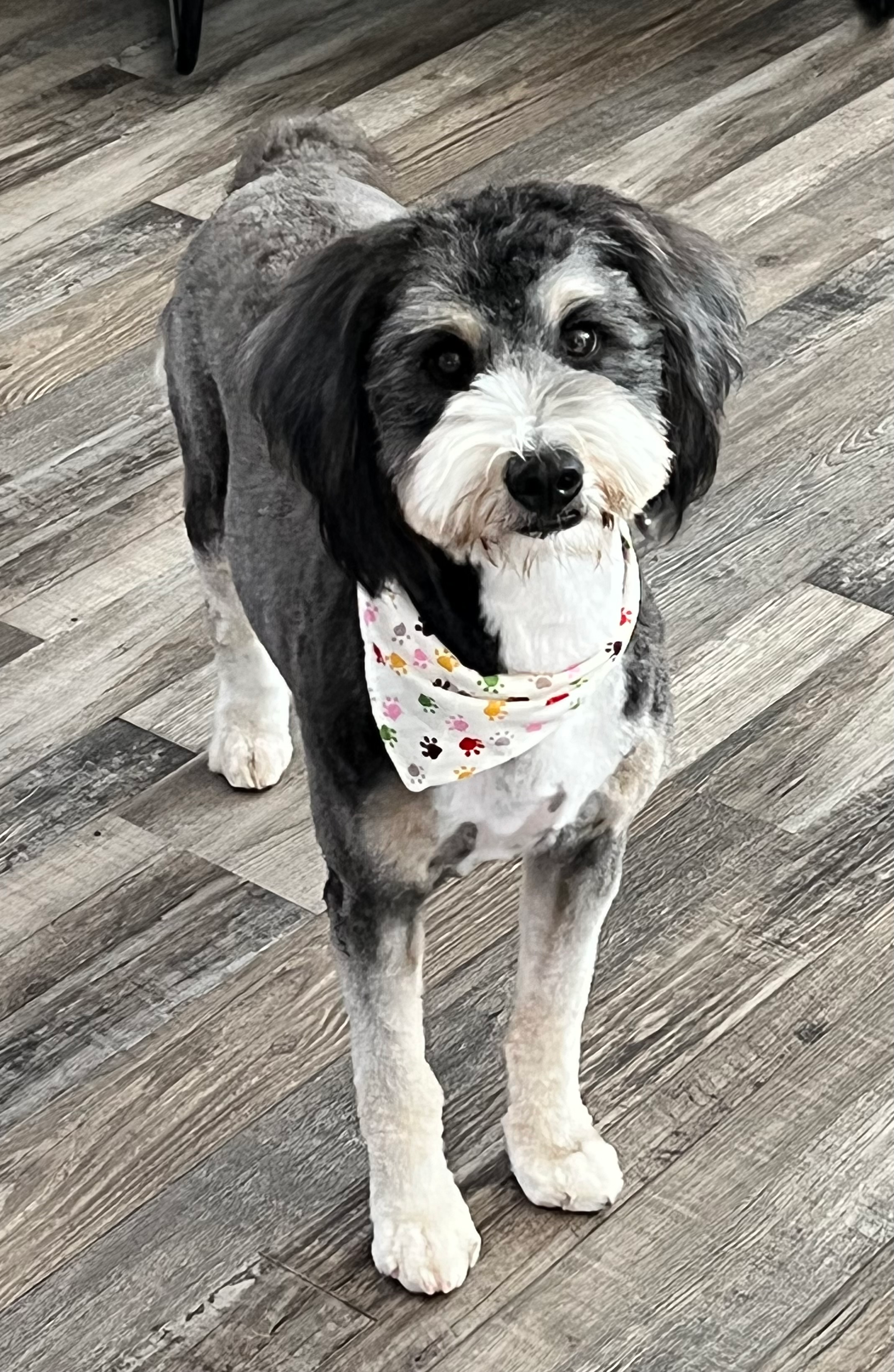 Best Mini Bernedoodle Baby