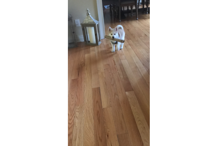 Pomsky Pup Being Cute