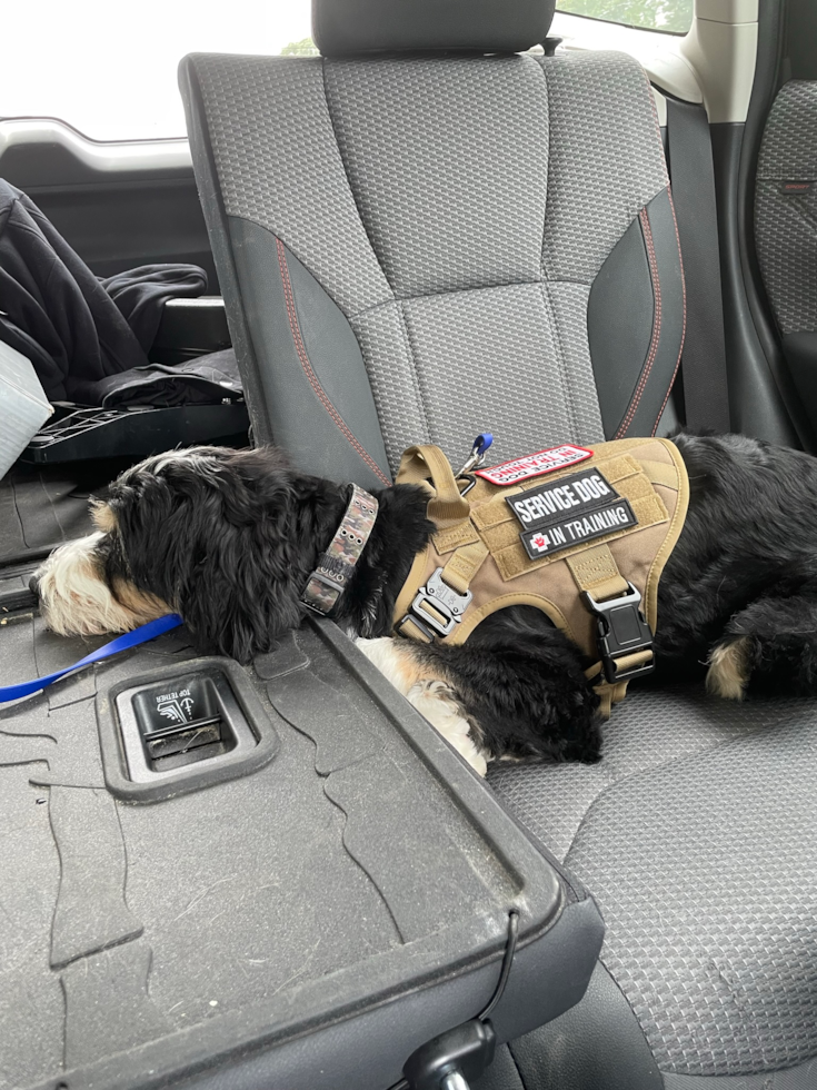 Smart Mini Bernedoodle Poodle Mix Pup