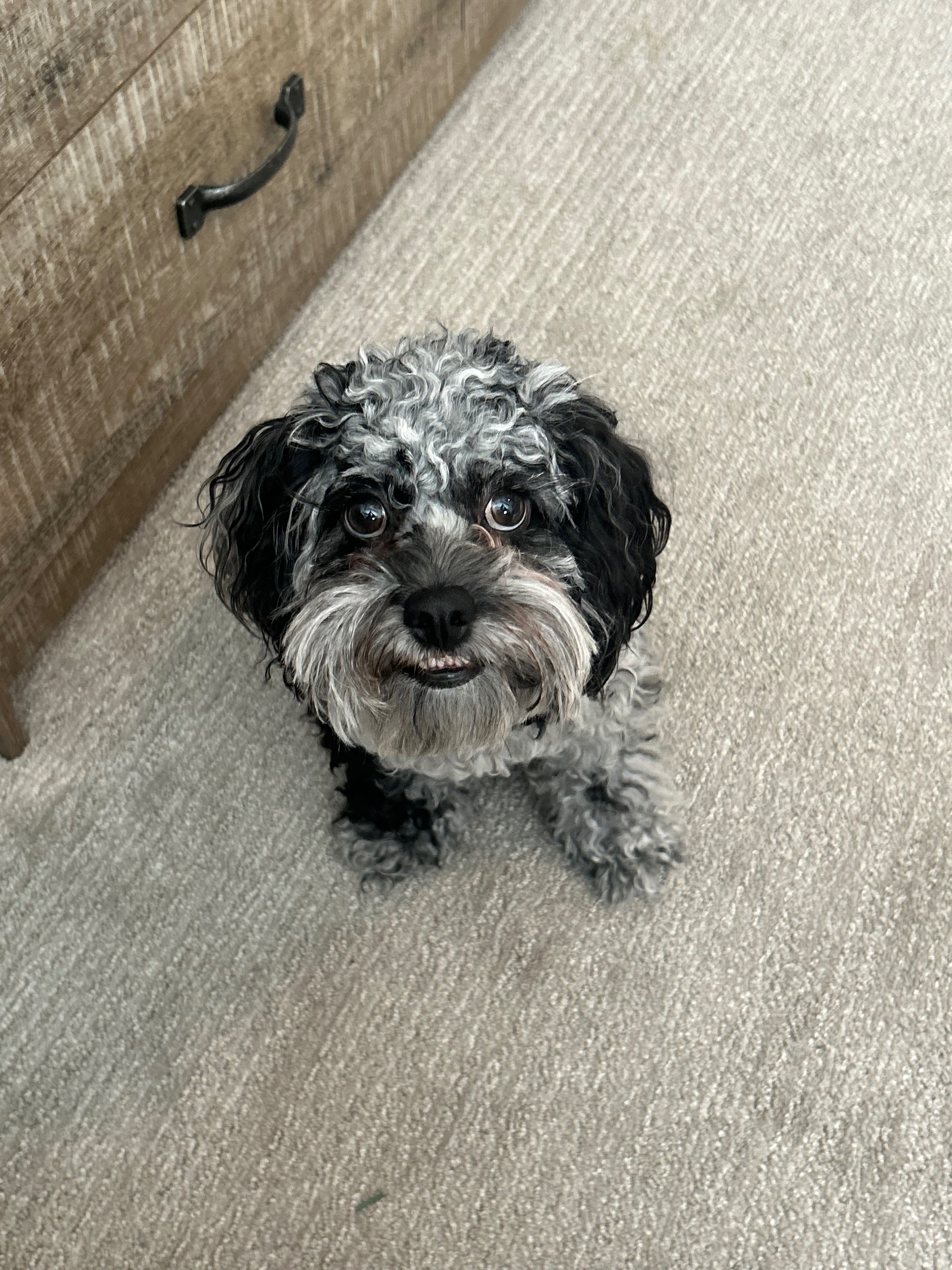 Playful Cockerpoo Poodle Mix Puppy
