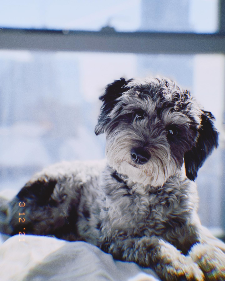 Friendly Mini Aussiedoodle Pup in Naperville IL