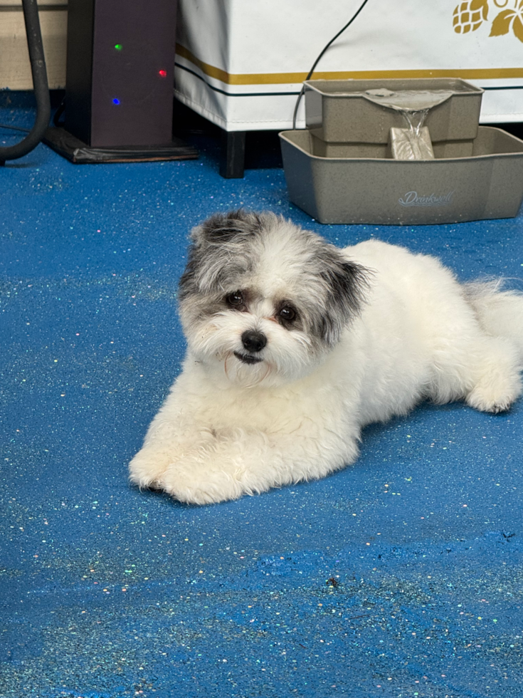 Friendly Pomachon Pup