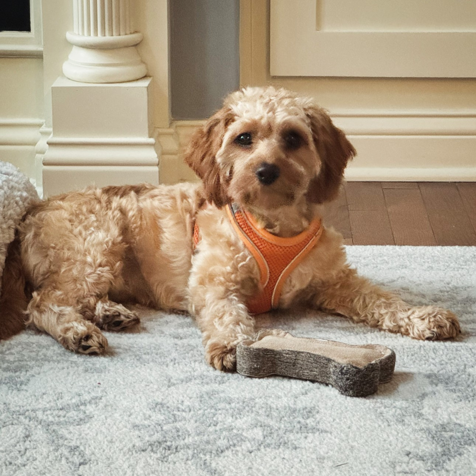 Fluffy Cavapoo Poodle Mix Pup