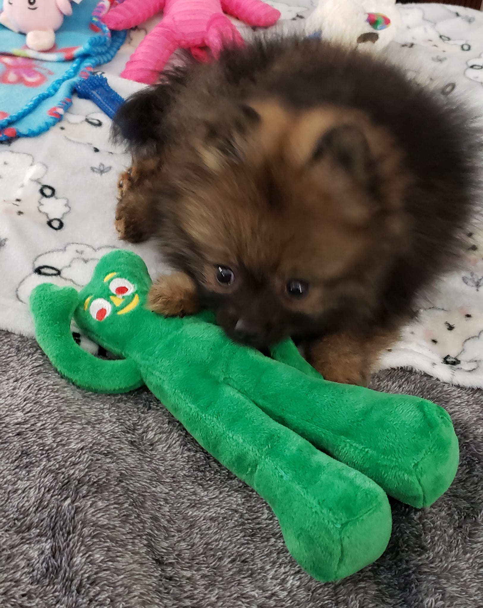 Pomeranian Puppy for Adoption