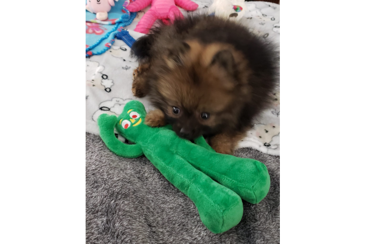 Pomeranian Puppy for Adoption