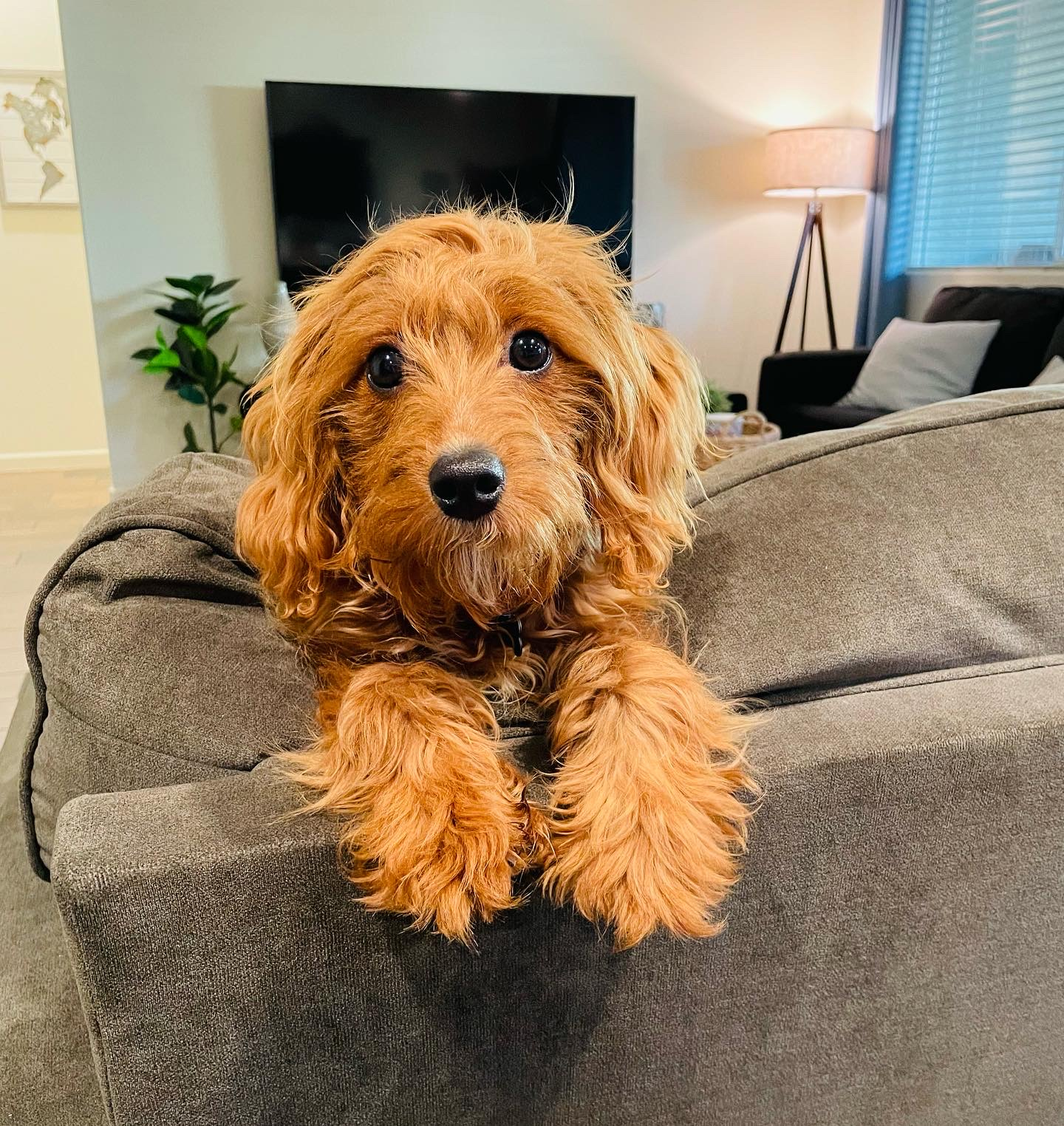 Cavapoo Pup Being Cute