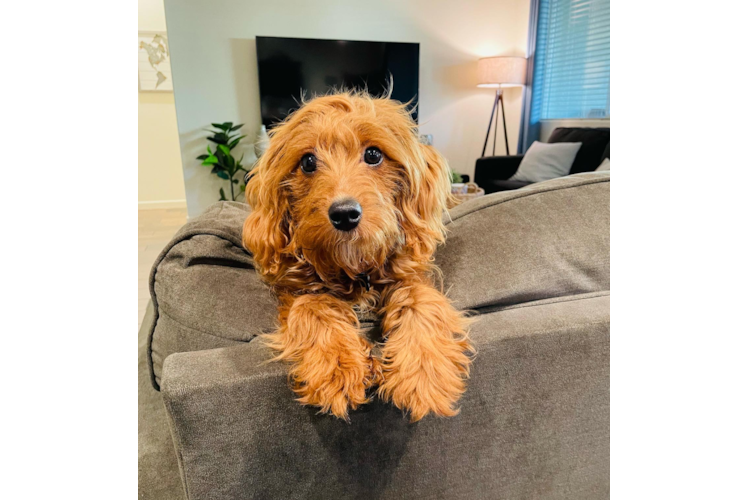 Cavapoo Pup Being Cute
