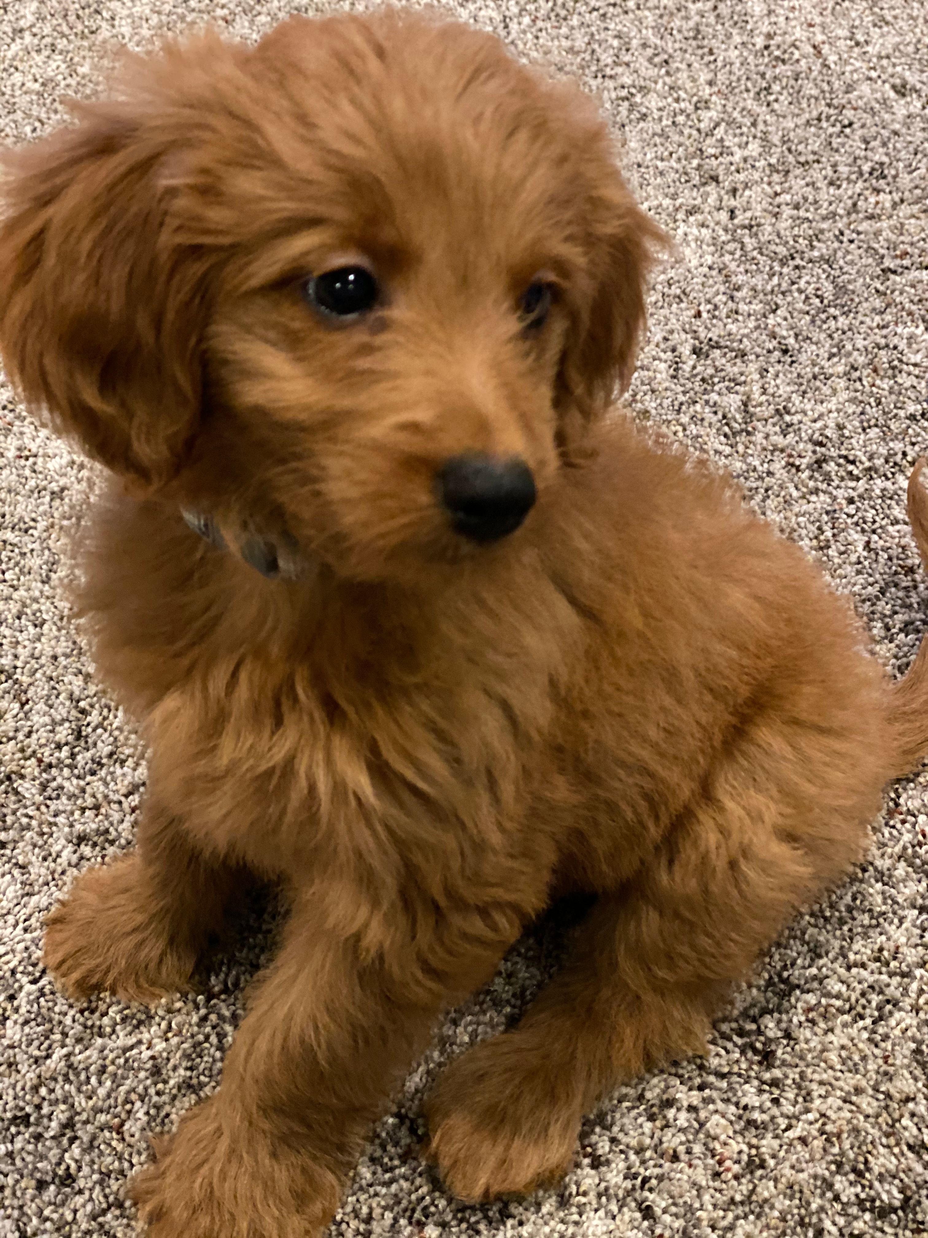 Friendly Mini Goldendoodle Baby