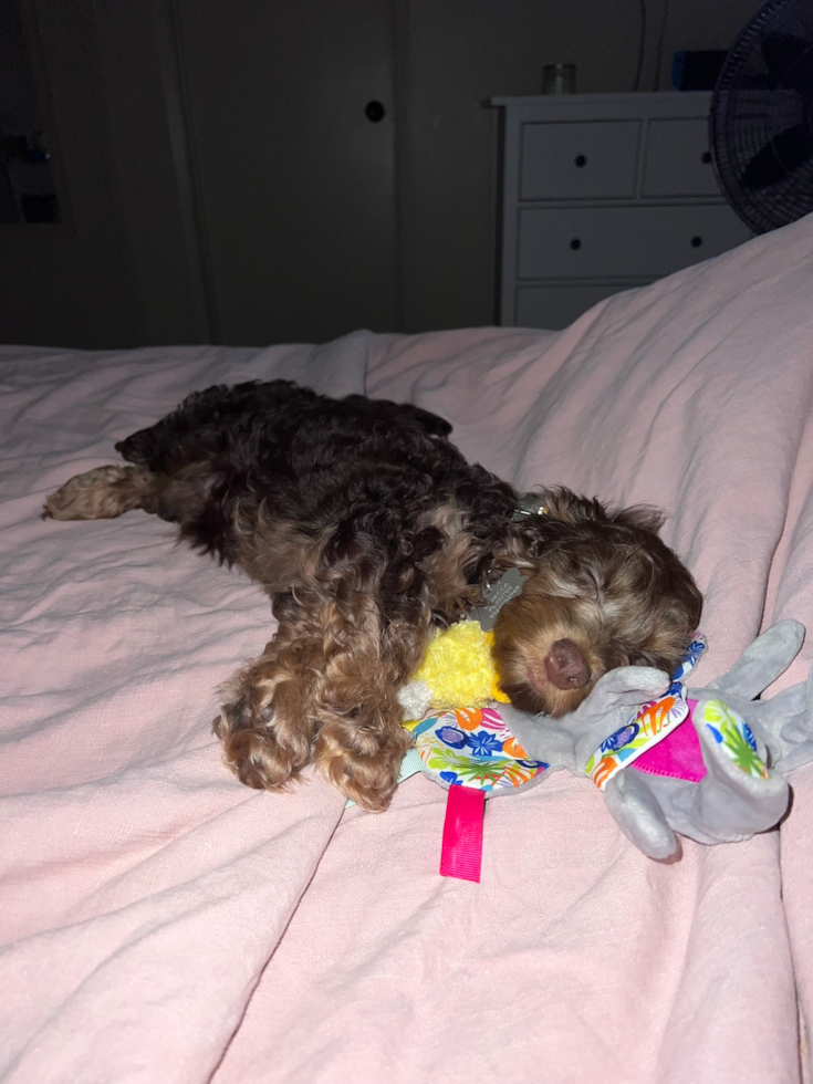 Sweet Cockapoo Pup in