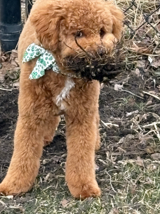 Mini Goldendoodle