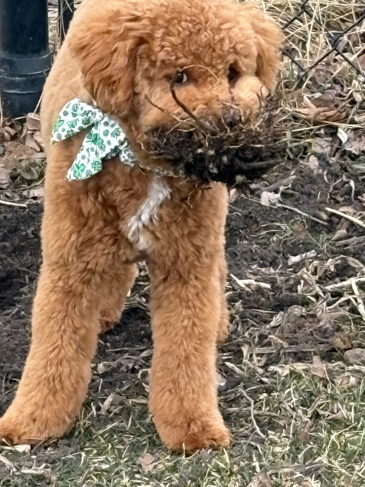 Mini Goldendoodle Being Cute