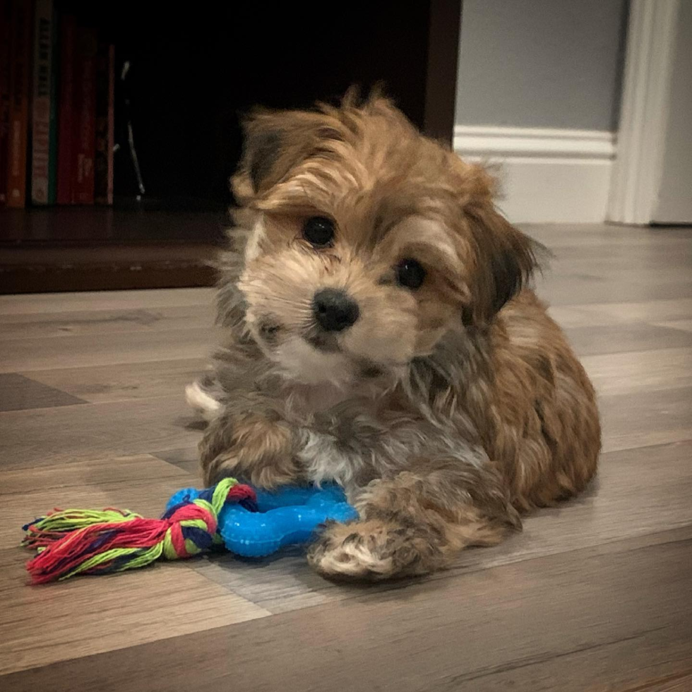 Funny Morkie Designer Pup