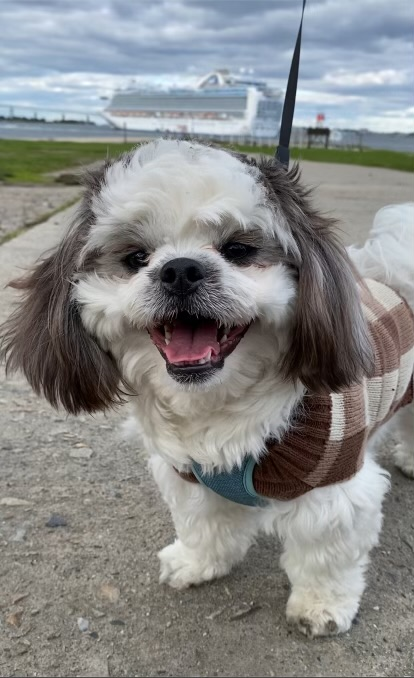 Teddy Bear Puppy for Adoption