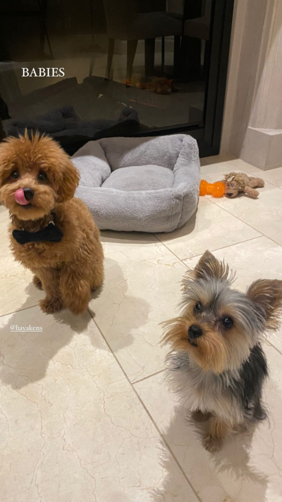 Yorkshire Terrier Being Cute