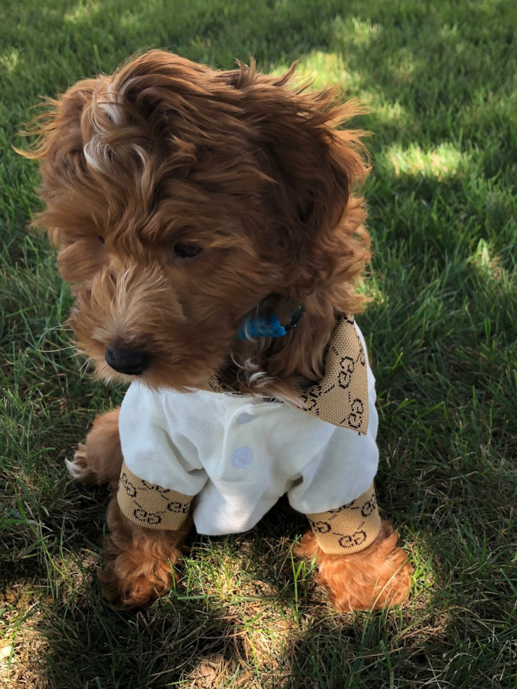 Little Irish Poodle Poodle Mix Pup