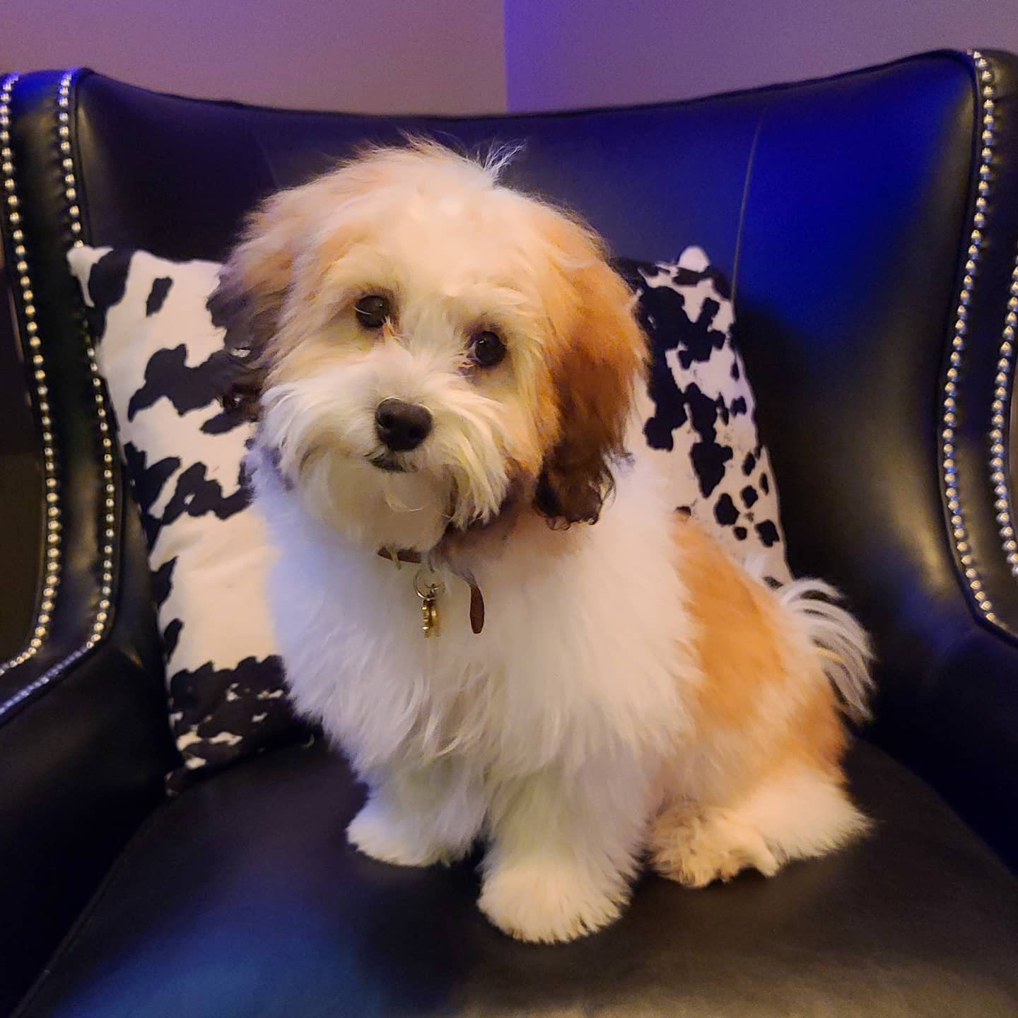 Small Shih Poo Baby