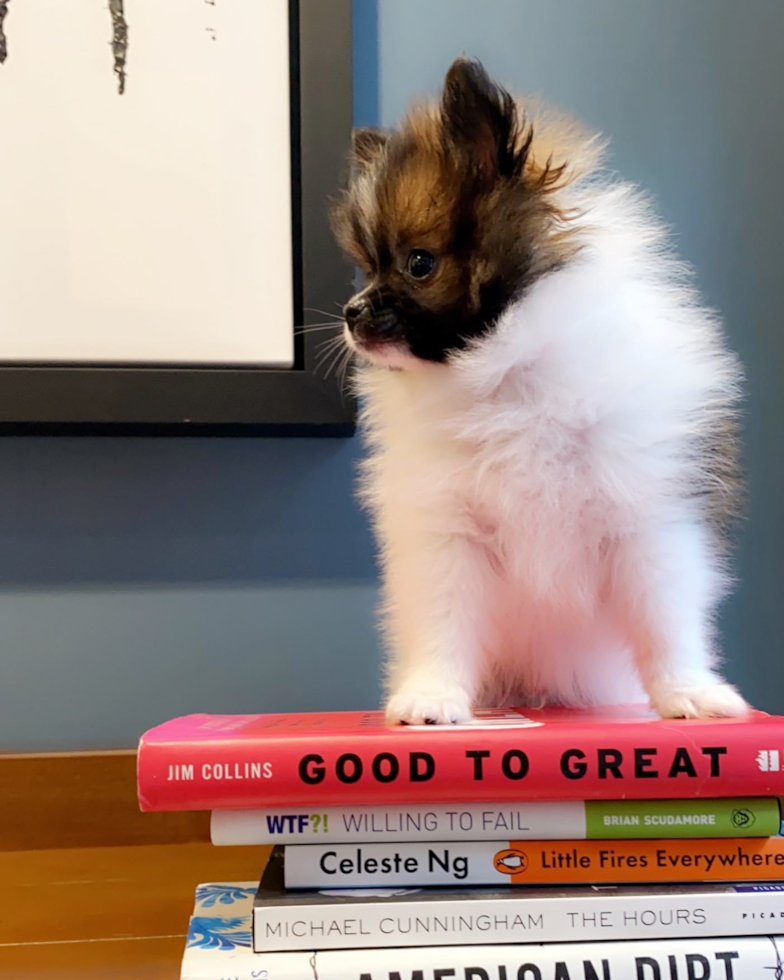 Pomeranian Being Cute