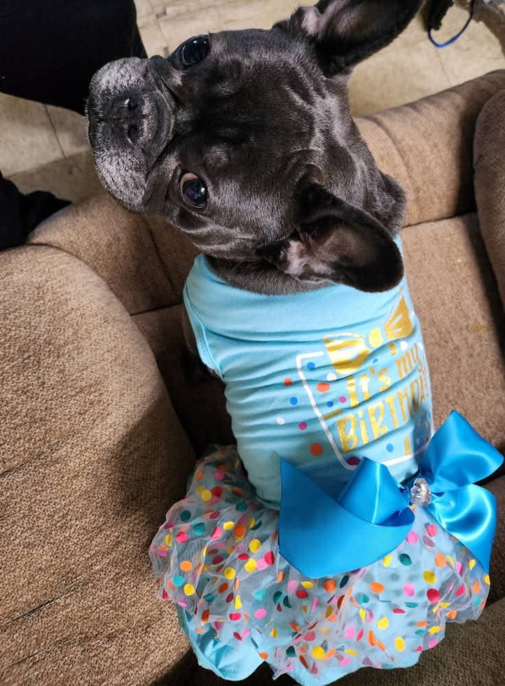 Happy French Bulldog Pup in