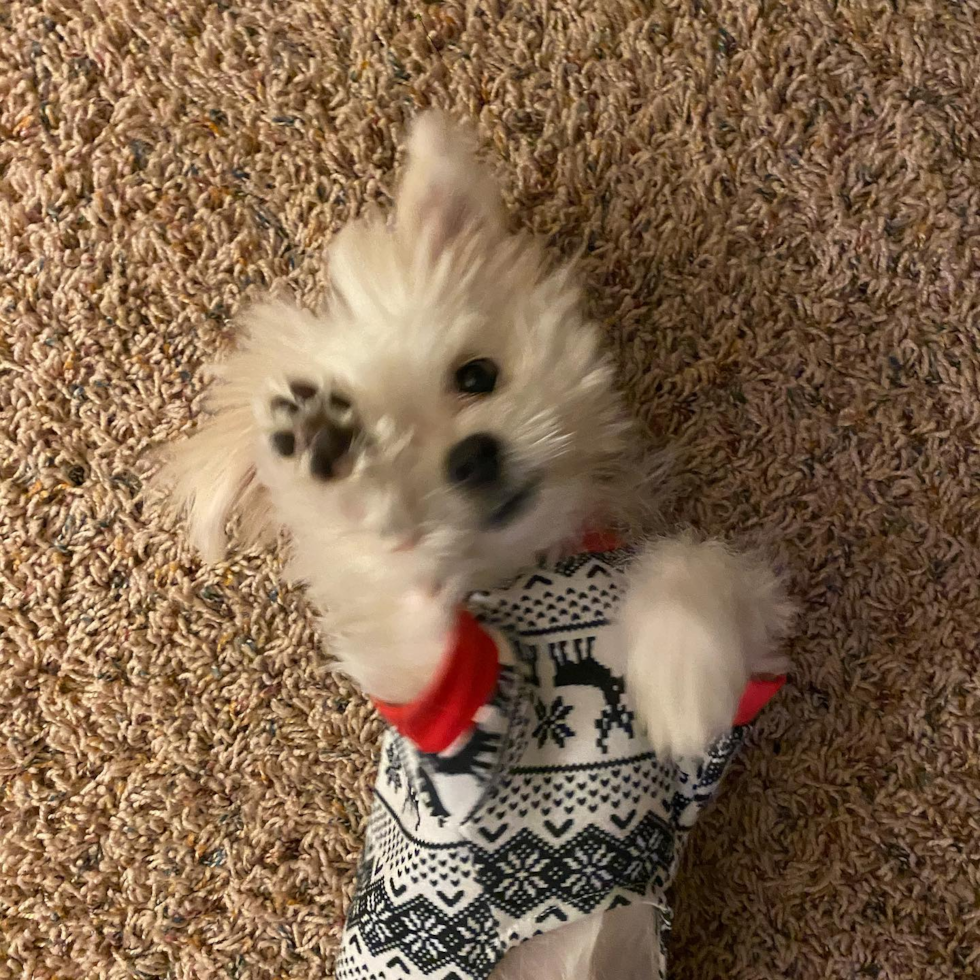 Sweet Teddy Bear Pup in Gahanna OH