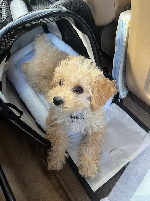 Poodle Puppy for Adoption