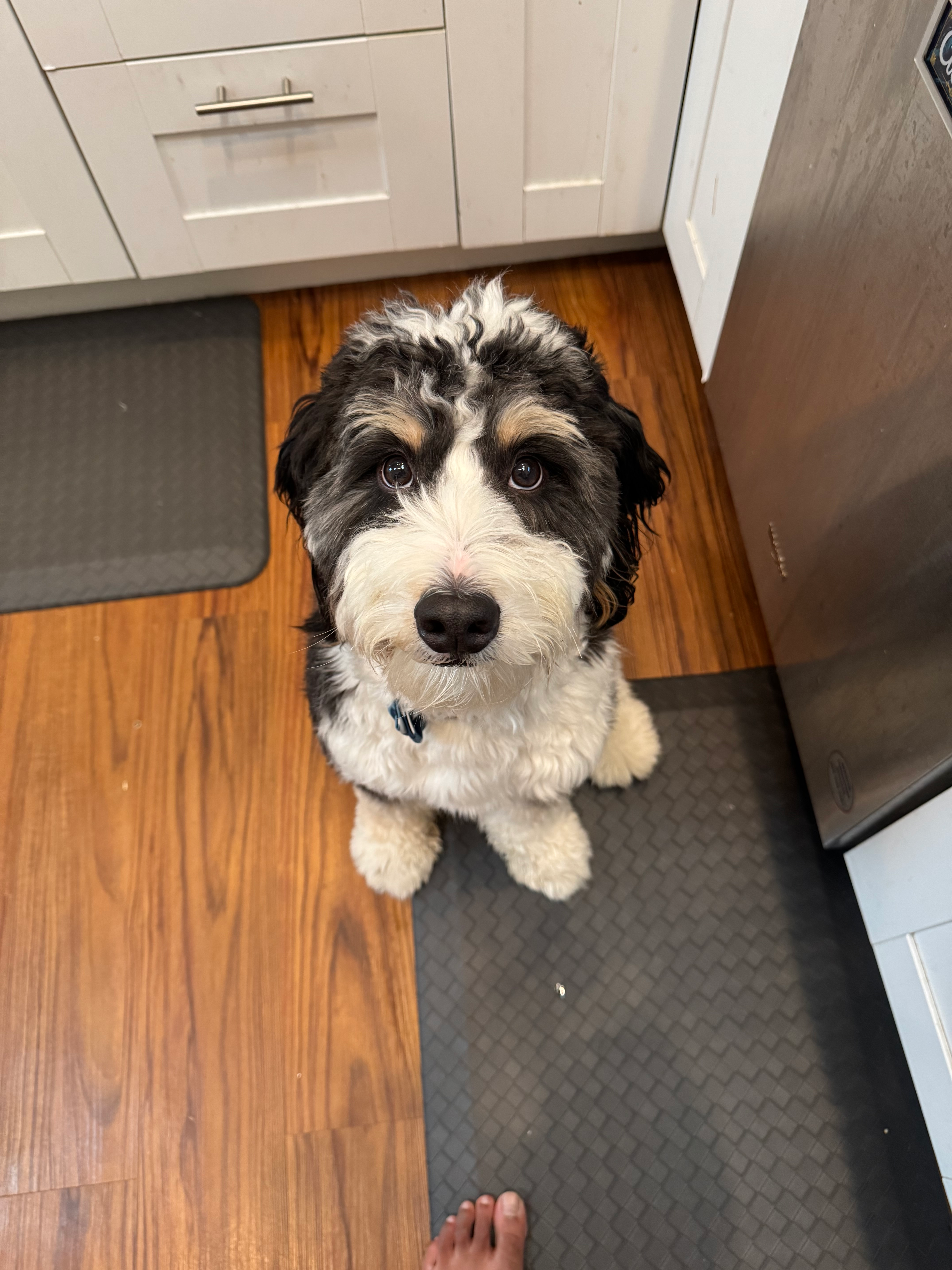 Happy Mini Bernedoodle Baby