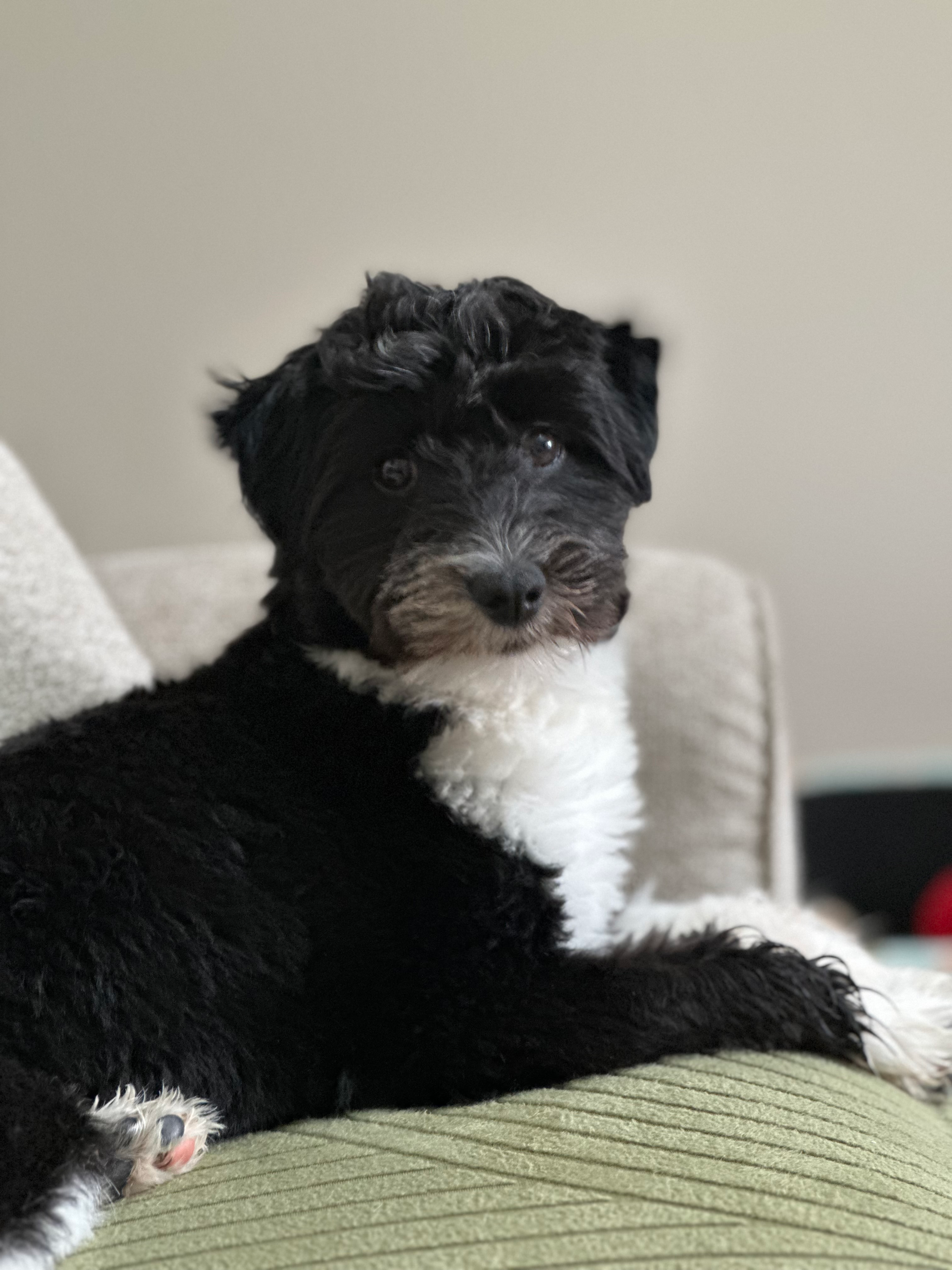 Hypoallergenic Aussiepoo Poodle Mix Puppy
