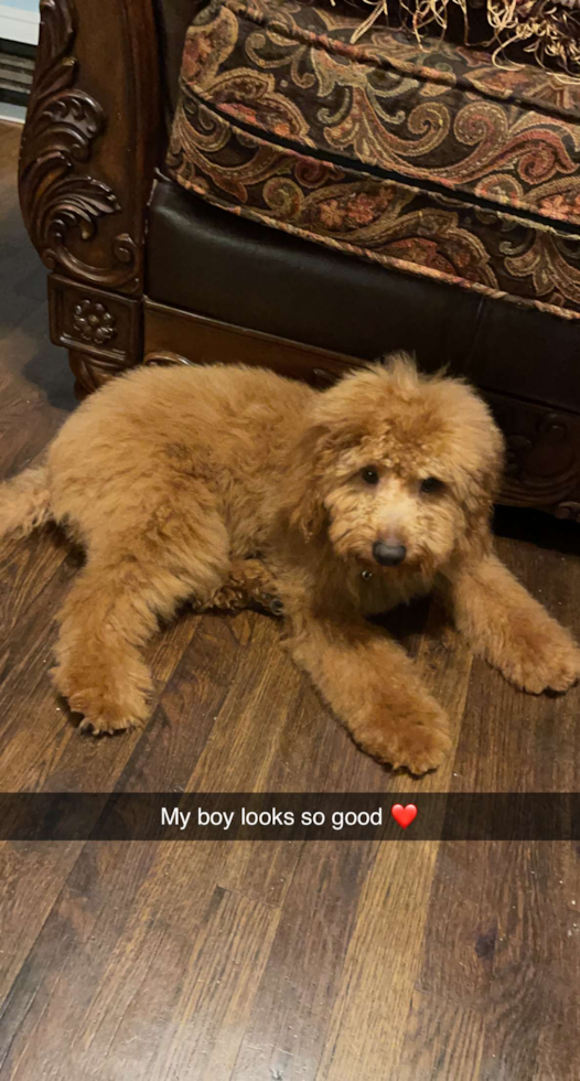 Playful Golden Retriever Poodle Mix Pup