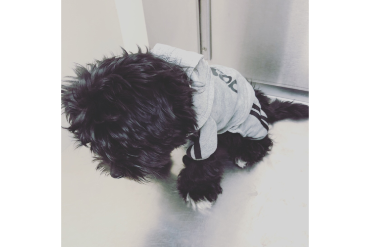 Morkie Puppy for Adoption