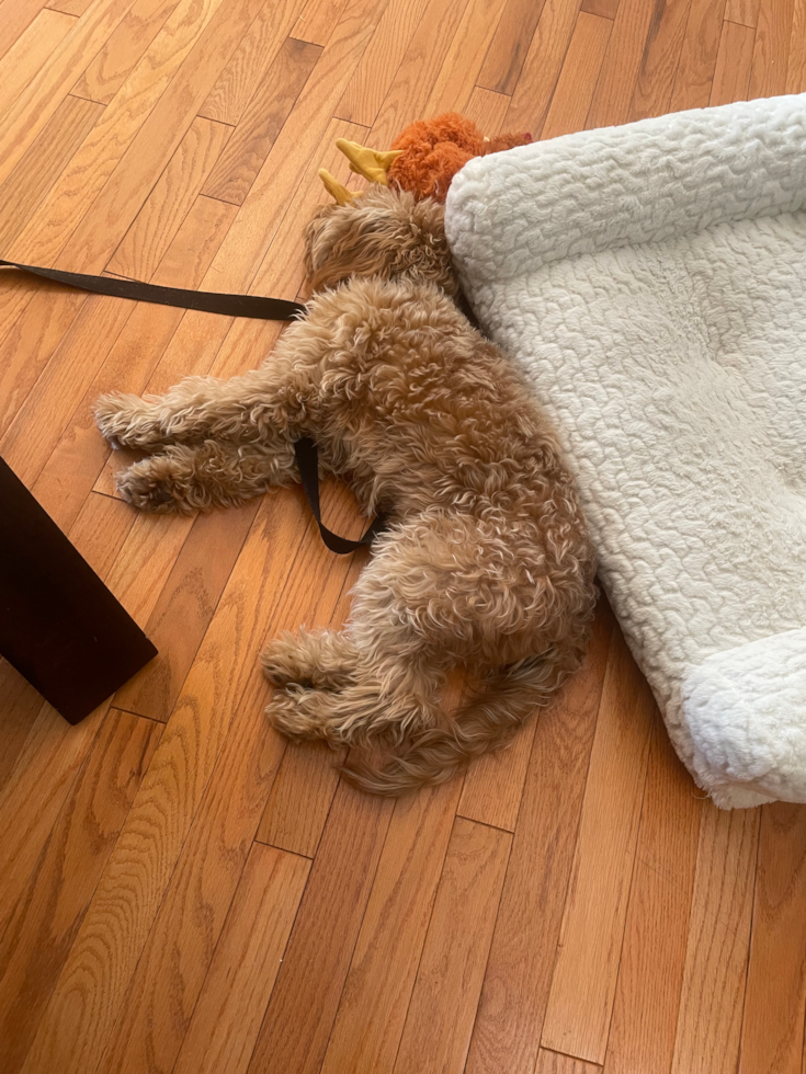 Friendly Cavapoo Pup in