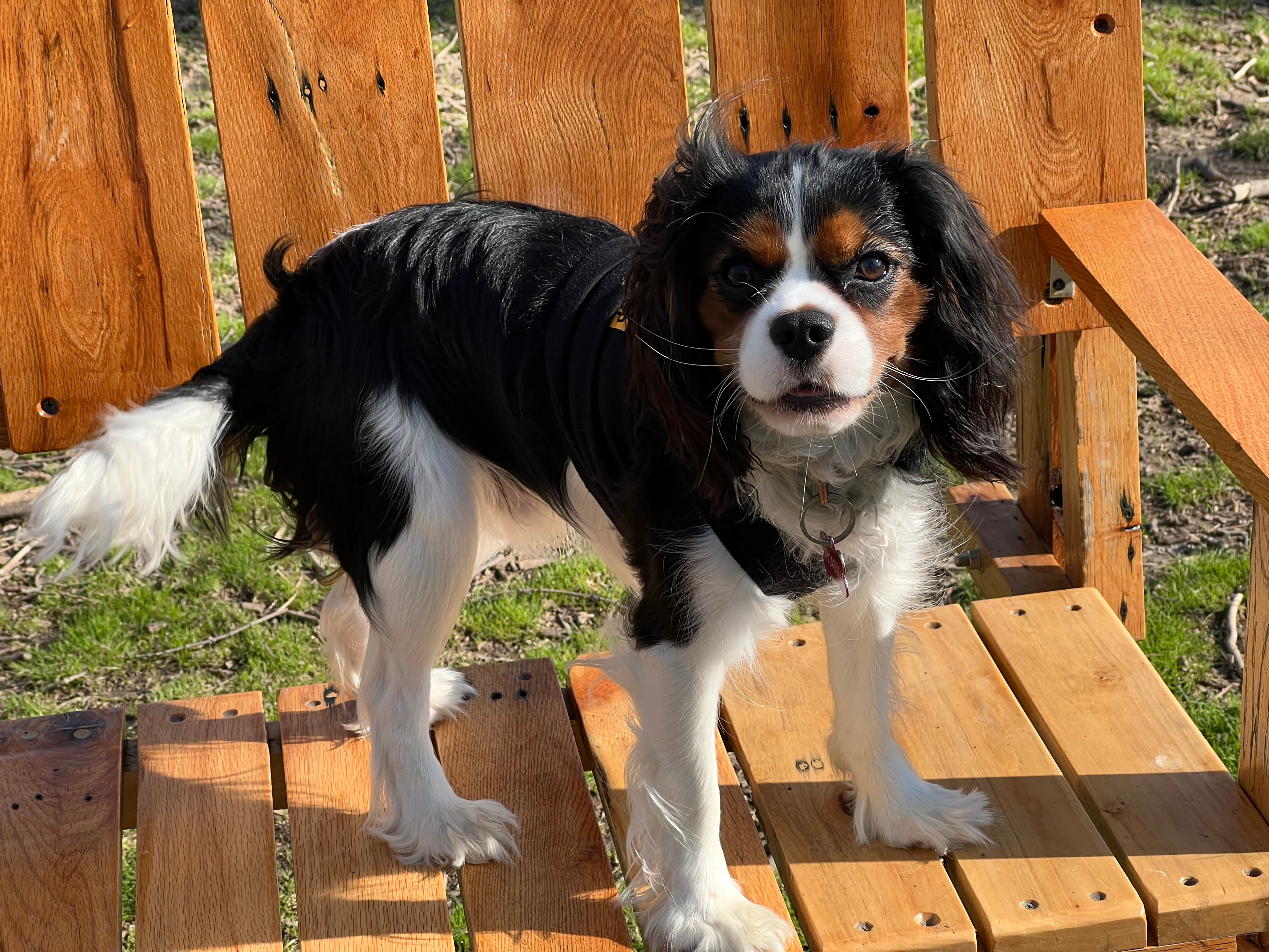 Cavalier King Charles Spaniel Puppy for Adoption