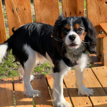 Cavalier King Charles Spaniel Pup